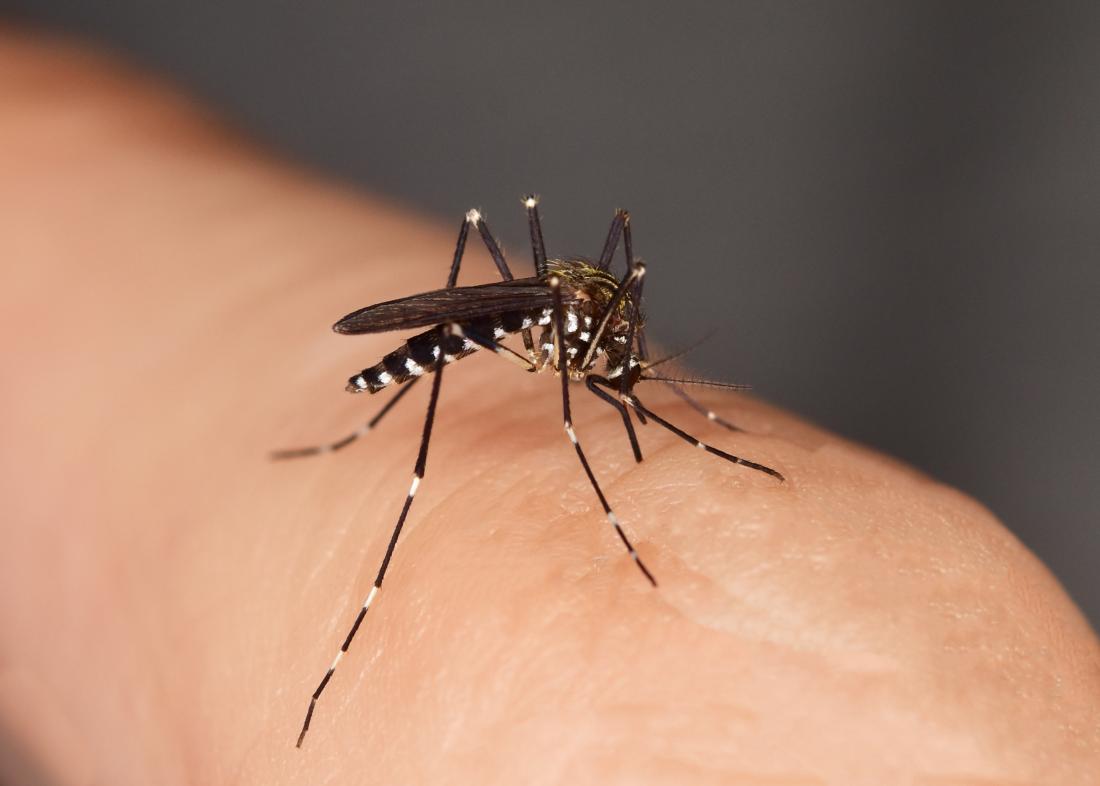 Insect Bites: Key Tips for Prevention and Relief